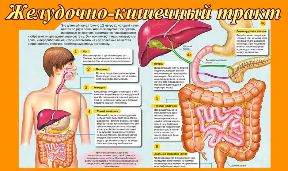 Диета №1: Питание при язвенной болезни желудка и гастрите в санаторий Сарыагаш